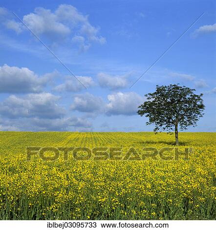"Solitary Walnut tree (Juglans regia) in a field of canola, landes, Limagne, Aquitaine, France, Europe" View Large Photo Image Stock Image - "Solitary Walnut tree (Juglans regia) in a field of canola, landes, Limagne, Aquitaine, France, Europe". Fotosearch