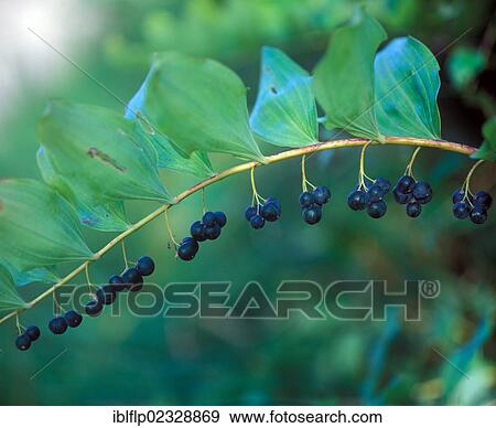 Stock Photo - "Solomon's Seal (Polygonatum multiflorum), single stem with fruit". Fotosearch