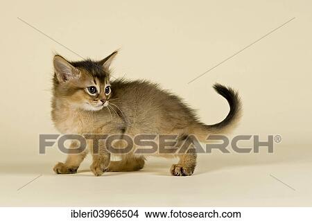 "Somali kitten, tawny" View Large Photo Image Picture - "Somali kitten, tawny". Fotosearch