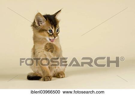"Somali kitten, tawny" View Large Photo Image Stock Image - "Somali kitten, tawny". Fotosearch