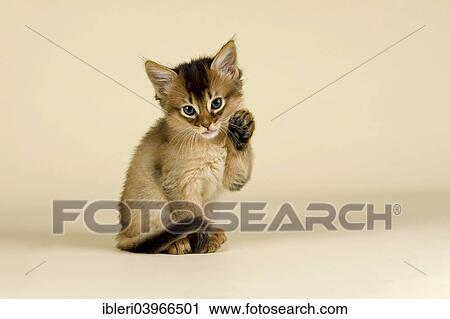 "Somali kitten, tawny" View Large Photo Image Stock Image - "Somali kitten, tawny". Fotosearch