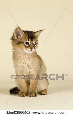 Stock Image - "Somali kitten, tawny". Fotosearch
