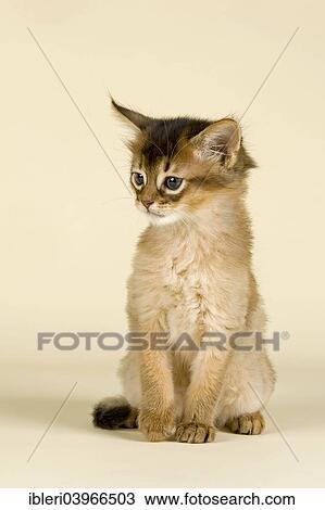 "Somali kitten, tawny" View Large Photo Image Stock Image - "Somali kitten, tawny". Fotosearch