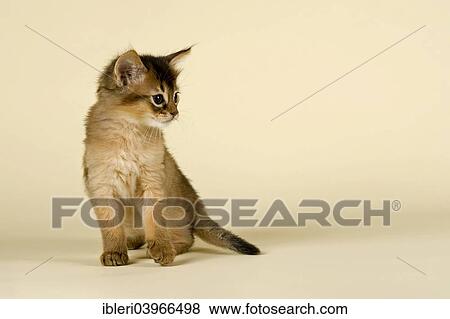 "Somali kitten, tawny" View Large Photo Image Stock Photo - "Somali kitten, tawny". Fotosearch