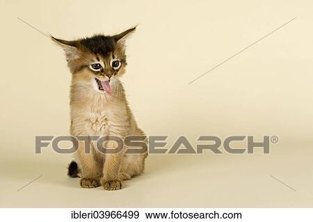 "Somali kitten, tawny" View Large Photo Image Stock Photo - "Somali kitten, tawny". Fotosearch