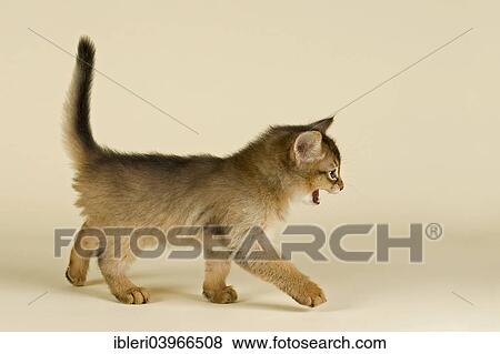 "Somali kitten, tawny" View Large Photo Image Stock Photo - "Somali kitten, tawny". Fotosearch