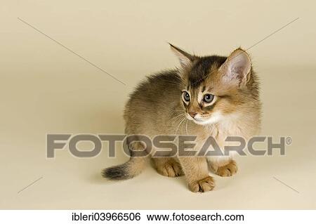 "Somali kitten, tawny" View Large Photo Image Stock Photograph - "Somali kitten, tawny". Fotosearch