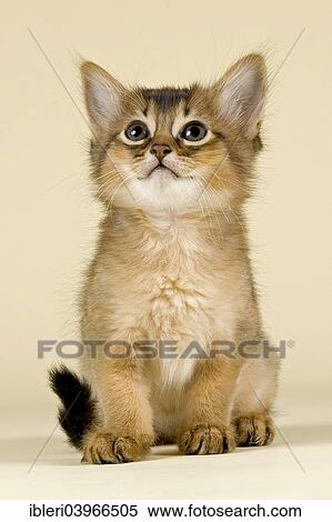 "Somali kitten, tawny" View Large Photo Image Stock Photography - "Somali kitten, tawny". Fotosearch