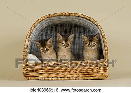 Somali kittens tawny View Large Photo Image Stock Photograph - Somali kittens tawny. Fotosearch