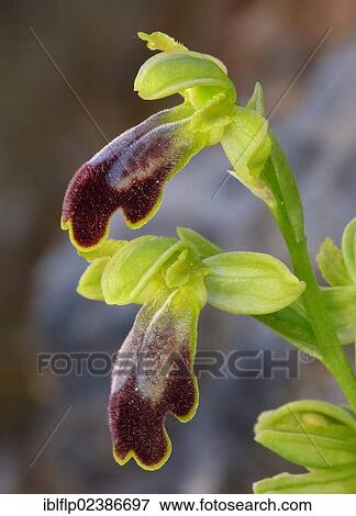 "Sombre Bee Orchid (Ophrys fusca var. bilanulata), close-up of flowers, Andalucia, Spain, Europe" View Large Photo Image Stock Photo - "Sombre Bee Orchid (Ophrys fusca var. bilanulata), close-up of flowers, Andalucia, Spain, Europe". Fotosearch
