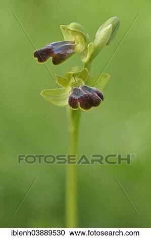 "Sombre Bee-orchid or Dark Bee-orchid (Ophrys fusca), Messina district, Sicily, Italy, Europe" View Large Photo Image Stock Image - "Sombre Bee-orchid or Dark Bee-orchid (Ophrys fusca), Messina district, Sicily, Italy, Europe". Fotosearch