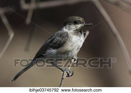 Stock Image - "Sombre Tit or Caspian Tit (Parus lugubris), Lesbos, North Aegean, Greece, Europe". Fotosearch