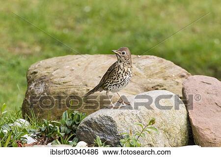 "Song Thrush (Turdus melos), Fuldabruck, Fuldabruck, Hesse, Germany, Europe" View Large Photo Image Stock Photograph - "Song Thrush (Turdus melos), Fuldabruck, Fuldabruck, Hesse, Germany, Europe". Fotosearch