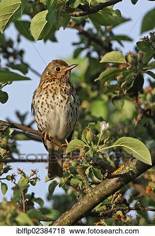 "Song Thrush (Turdus philomelos philomelos), adult, perched on twig in apple tree, Zemplen Hills, Carpathian Mountains, Hungary, Europe" View Large Photo Image Stock Photo - "Song Thrush (Turdus philomelos philomelos), adult, perched on twig in apple tree, Zemplen Hills, Carpathian Mountains, Hungary, Europe". Fotosearch