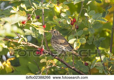 "Song Thrush (Turdus philomelos), Limburg an der Lahn, Hesse, Germany, Europe" View Large Photo Image Stock Photograph - "Song Thrush (Turdus philomelos), Limburg an der Lahn, Hesse, Germany, Europe". Fotosearch