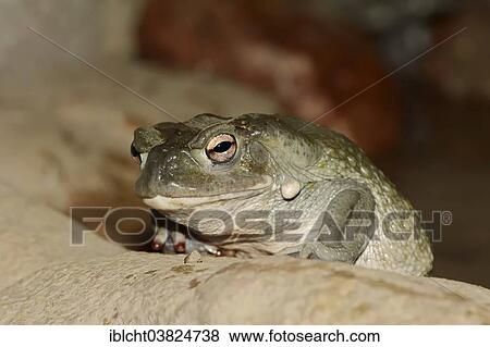 "Sonoran Desert Toad (Bufo alvarius), native to the Southwestern United States and Mexico, captive" View Large Photo Image Stock Photo - "Sonoran Desert Toad (Bufo alvarius), native to the Southwestern United States and Mexico, captive". Fotosearch
