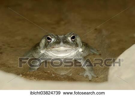 "Sonoran Desert Toad (Bufo alvarius), native to the Southwestern United States and Mexico, captive" View Large Photo Image Stock Photo - "Sonoran Desert Toad (Bufo alvarius), native to the Southwestern United States and Mexico, captive". Fotosearch