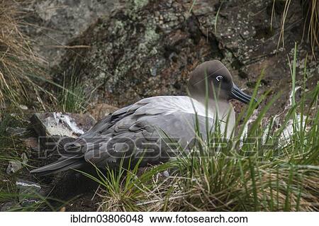"Sooty Albatross (Phoebetria fusca) at its nesting site, Bay of Isles, South Georgia and the South Sandwich Islands, British overseas territory, Antarctica" View Large Photo Image Stock Photo - "Sooty Albatross (Phoebetria fusca) at its nesting site, Bay of Isles, South Georgia and the South Sandwich Islands, British overseas territory, Antarctica". Fotosearch