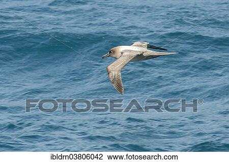 "Sooty Albatross (Phoebetria fusca) in flight, Bay of Isles, South Georgia and the South Sandwich Islands, British overseas territory, Antarctica" View Large Photo Image Stock Image - "Sooty Albatross (Phoebetria fusca) in flight, Bay of Isles, South Georgia and the South Sandwich Islands, British overseas territory, Antarctica". Fotosearch