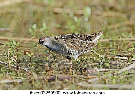 "Sora Rail or Sora Crake (Porzana carolina), Florida, United States, North America" View Large Photo Image Stock Image - "Sora Rail or Sora Crake (Porzana carolina), Florida, United States, North America". Fotosearch