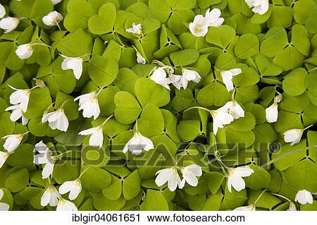 "Sorrel or Mountain Woodsorrel (Oxalis acetosella), North Rhine-Westphalia, Germany, Europe" View Large Photo Image Stock Image - "Sorrel or Mountain Woodsorrel (Oxalis acetosella), North Rhine-Westphalia, Germany, Europe". Fotosearch