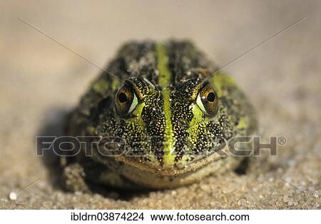"South African Burrowing Frog or African Bullfrog (Pyxicephalus adspersus), young animal undergoing metamorphosis, Kgalagadi Transfrontier Park, North Cape, South Africa, Africa" View Large Photo Image Picture - "South African Burrowing Frog or African Bullfrog (Pyxicephalus adspersus), young animal undergoing metamorphosis, Kgalagadi Transfrontier Park, North Cape, South Africa, Africa". Fotosearch