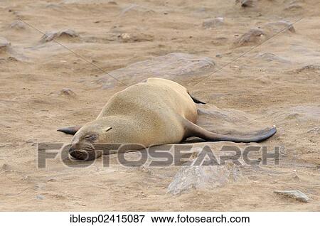 South African Fur Seal or Cape Fur Seal (Arctocephalus pusillus), Cape Cross, Namibia, Africa View Large Photo Image Stock Photo - South African Fur Seal or Cape Fur Seal (Arctocephalus pusillus), Cape Cross, Namibia, Africa. Fotosearch