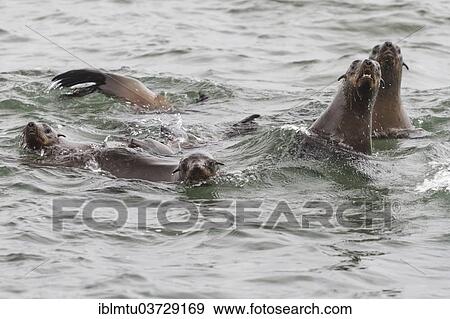 "South African Fur Seals (Arctocephalus pusillus), Walvis Bay, Erongo Region, Namibia, Africa" View Large Photo Image Stock Photo - "South African Fur Seals (Arctocephalus pusillus), Walvis Bay, Erongo Region, Namibia, Africa". Fotosearch