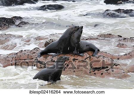 South African Fur Seals or Cape Fur Seals (Arctocephalus pusillus), Cape Cross, Namibia, Africa View Large Photo Image Picture - South African Fur Seals or Cape Fur Seals (Arctocephalus pusillus), Cape Cross, Namibia, Africa. Fotosearch