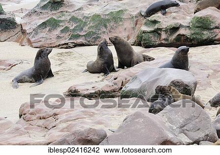 South African Fur Seals or Cape Fur Seals (Arctocephalus pusillus), Cape Cross, Namibia, Africa View Large Photo Image Stock Image - South African Fur Seals or Cape Fur Seals (Arctocephalus pusillus), Cape Cross, Namibia, Africa. Fotosearch