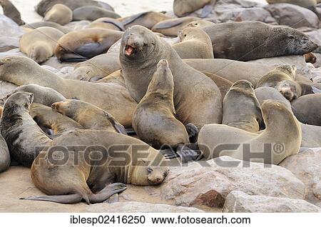 South African Fur Seals or Cape Fur Seals (Arctocephalus pusillus), Cape Cross, Namibia, Africa View Large Photo Image Stock Image - South African Fur Seals or Cape Fur Seals (Arctocephalus pusillus), Cape Cross, Namibia, Africa. Fotosearch