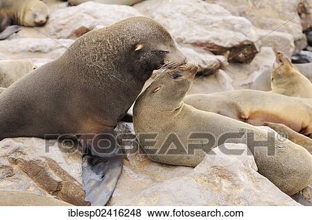 South African Fur Seals or Cape Fur Seals (Arctocephalus pusillus), Cape Cross, Namibia, Africa View Large Photo Image Stock Photo - South African Fur Seals or Cape Fur Seals (Arctocephalus pusillus), Cape Cross, Namibia, Africa. Fotosearch