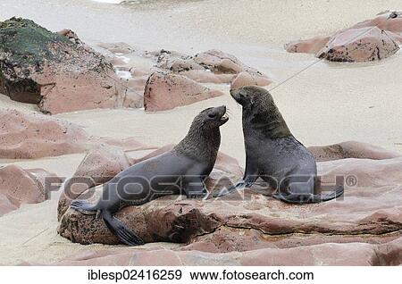 Stock Photo - South African Fur Seals or Cape Fur Seals (Arctocephalus pusillus), Cape Cross, Namibia, Africa. Fotosearch