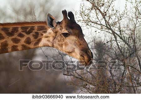 "South African Giraffe (Giraffa camelopardalis Giraffa), female feeding, Kruger National Park, South Africa, Africa" View Large Photo Image Stock Image - "South African Giraffe (Giraffa camelopardalis Giraffa), female feeding, Kruger National Park, South Africa, Africa". Fotosearch