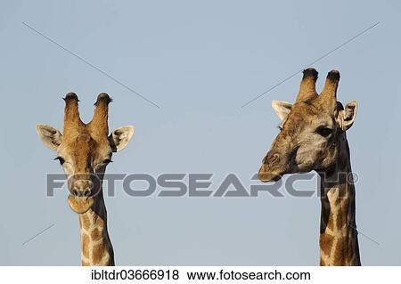 "South African Giraffes (Giraffa camelopardalis Giraffa), two bulls, Chobe National Park, North-West District, Botswana, Africa" View Large Photo Image Stock Photo - "South African Giraffes (Giraffa camelopardalis Giraffa), two bulls, Chobe National Park, North-West District, Botswana, Africa". Fotosearch