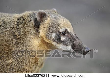 "South American Coati or Ring-tailed Coati (Nasua nasua), South American species, captive, Thuringia, Germany, Europe, PublicGround, Europe" View Large Photo Image Stock Image - "South American Coati or Ring-tailed Coati (Nasua nasua), South American species, captive, Thuringia, Germany, Europe, PublicGround, Europe". Fotosearch