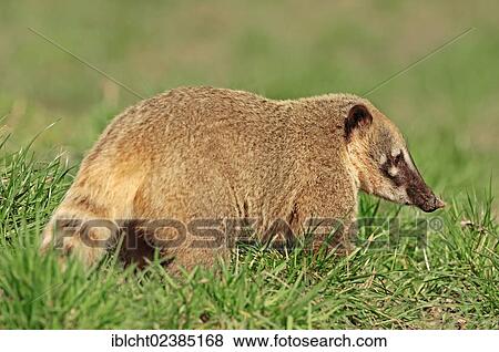 "South American Coati or Ring-tailed Coati (Nasua nasua), native to South America, in captivity, North Rhine-Westphalia, Germany, Europe" View Large Photo Image Stock Photo - "South American Coati or Ring-tailed Coati (Nasua nasua), native to South America, in captivity, North Rhine-Westphalia, Germany, Europe". Fotosearch