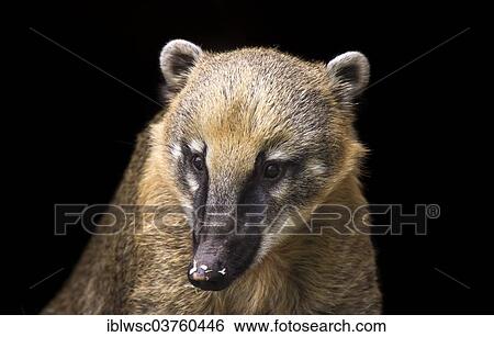 "South American Coati or Ring-tailed Coati (Nasua nasua), portrait, captive, Saarland, Germany, Europe" View Large Photo Image Stock Photograph - "South American Coati or Ring-tailed Coati (Nasua nasua), portrait, captive, Saarland, Germany, Europe". Fotosearch