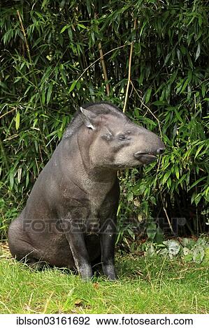 "South American Tapir (Tapirus terrestris) adult, sitting, captive, Arnhem, Gelderland, The Netherlands, Europe" View Large Photo Image Stock Image - "South American Tapir (Tapirus terrestris) adult, sitting, captive, Arnhem, Gelderland, The Netherlands, Europe". Fotosearch