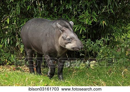 "South American Tapir (Tapirus terrestris) adult, standing, captive, Arnhem, Gelderland, The Netherlands, Europe" View Large Photo Image Stock Image - "South American Tapir (Tapirus terrestris) adult, standing, captive, Arnhem, Gelderland, The Netherlands, Europe". Fotosearch