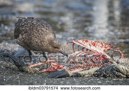 "South Polar Skua (Stercorarius maccormicki) feeding on the carcass of a King Penguin (Aptenodytes patagonicus), Gold Harbour, South Georgia, British Overseas Territory, South America" View Large Photo Image Picture - "South Polar Skua (Stercorarius maccormicki) feeding on the carcass of a King Penguin (Aptenodytes patagonicus), Gold Harbour, South Georgia, British Overseas Territory, South America". Fotosearch