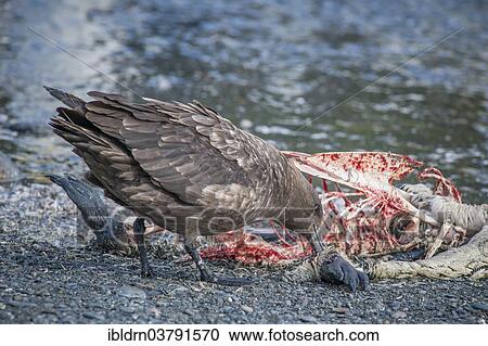 "South Polar Skua (Stercorarius maccormicki) feeding on the carcass of a King Penguin (Aptenodytes patagonicus), Gold Harbour, South Georgia, British Overseas Territory, South America" View Large Photo Image Stock Image - "South Polar Skua (Stercorarius maccormicki) feeding on the carcass of a King Penguin (Aptenodytes patagonicus), Gold Harbour, South Georgia, British Overseas Territory, South America". Fotosearch