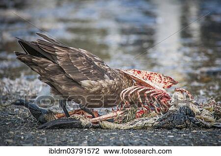 "South Polar Skua (Stercorarius maccormicki) feeding on the carcass of a King Penguin (Aptenodytes patagonicus), Gold Harbour, South Georgia, British Overseas Territory, South America" View Large Photo Image Stock Image - "South Polar Skua (Stercorarius maccormicki) feeding on the carcass of a King Penguin (Aptenodytes patagonicus), Gold Harbour, South Georgia, British Overseas Territory, South America". Fotosearch