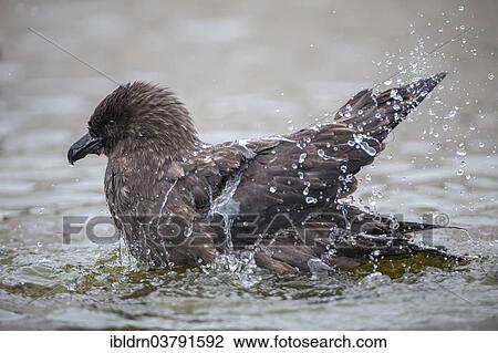 "South Polar Skua (Stercorarius maccormicki) bathing in a freshwater pond, Whalers Bay, Deception Island, South Shetland Islands, Antarctic Peninsula, Antarctica" View Large Photo Image Stock Image - "South Polar Skua (Stercorarius maccormicki) bathing in a freshwater pond, Whalers Bay, Deception Island, South Shetland Islands, Antarctic Peninsula, Antarctica". Fotosearch