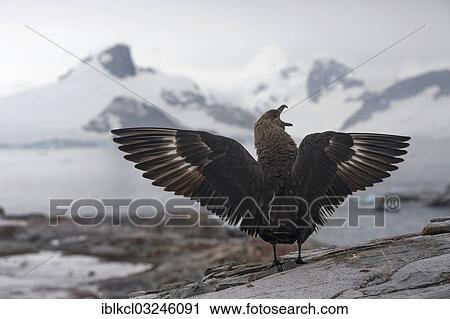 "South Polar Skua (Stercorarius maccormicki), showing white wing patches, aggressive behavior, a gesture of intimidation, Petermann Island, Antarctic Peninsula, Antarctica" View Large Photo Image Stock Image - "South Polar Skua (Stercorarius maccormicki), showing white wing patches, aggressive behavior, a gesture of intimidation, Petermann Island, Antarctic Peninsula, Antarctica". Fotosearch