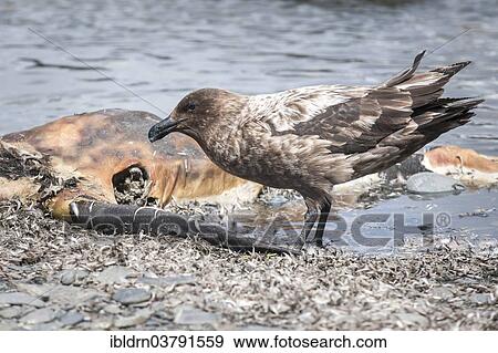 "South Polar Skua (Stercorarius maccormicki) feeding on the carcass of an Antarctic Fur Seal (Arctocephalus gazella), Whalers Bay, Deception Island, South Shetland Islands, Antarctic Peninsula, Antarctica" View Large Photo Image Stock Photo - "South Polar Skua (Stercorarius maccormicki) feeding on the carcass of an Antarctic Fur Seal (Arctocephalus gazella), Whalers Bay, Deception Island, South Shetland Islands, Antarctic Peninsula, Antarctica". Fotosearch