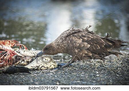 "South Polar Skua (Stercorarius maccormicki) feeding on the carcass of a King Penguin (Aptenodytes patagonicus), Gold Harbour, South Georgia, British Overseas Territory, South America" View Large Photo Image Stock Photo - "South Polar Skua (Stercorarius maccormicki) feeding on the carcass of a King Penguin (Aptenodytes patagonicus), Gold Harbour, South Georgia, British Overseas Territory, South America". Fotosearch