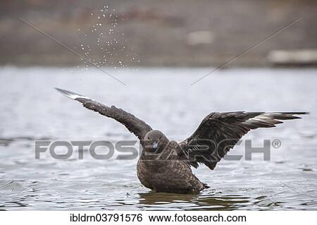 Stock Photograph - "South Polar Skua (Stercorarius maccormicki) bathing in a freshwater pond, Whalers Bay, Deception Island, South Shetland Islands, Antarctic Peninsula, Antarctica". Fotosearch
