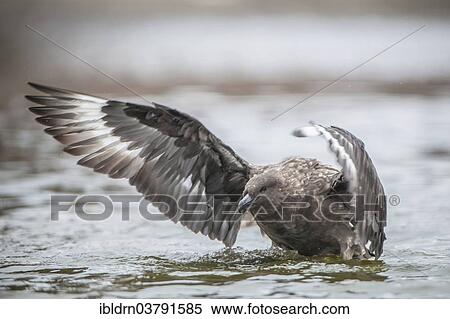 "South Polar Skua (Stercorarius maccormicki) bathing in a freshwater pond, Whalers Bay, Deception Island, South Shetland Islands, Antarctic Peninsula, Antarctica" View Large Photo Image Stock Photography - "South Polar Skua (Stercorarius maccormicki) bathing in a freshwater pond, Whalers Bay, Deception Island, South Shetland Islands, Antarctic Peninsula, Antarctica". Fotosearch
