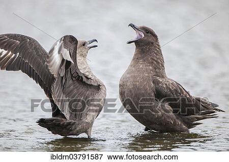 "South Polar Skuas (Stercorarius maccormicki) arguing in a freshwater pond, Whalers Bay, Deception Island, South Shetland Islands, Antarctic Peninsula, Antarctica" View Large Photo Image Stock Photo - "South Polar Skuas (Stercorarius maccormicki) arguing in a freshwater pond, Whalers Bay, Deception Island, South Shetland Islands, Antarctic Peninsula, Antarctica". Fotosearch